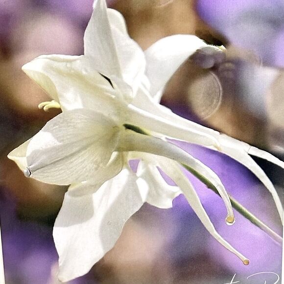 Fine art photography greeting Card white lily purple background-Fioli Gardens - Picture 2 of 2